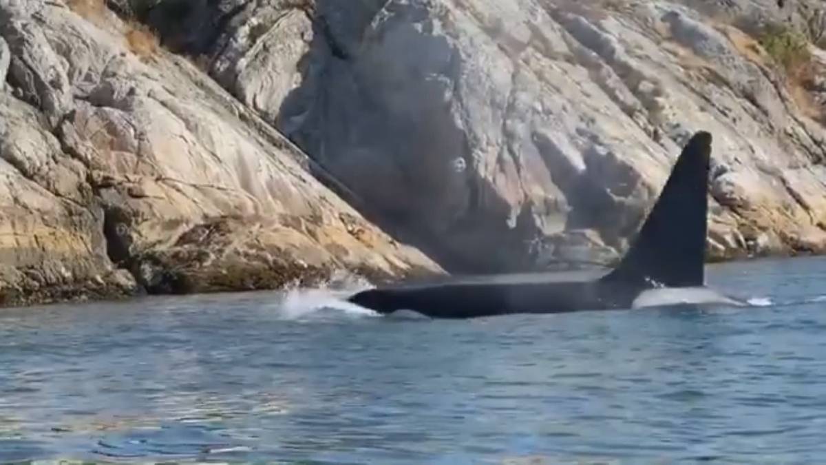 Click to play video: 'Orcas spotted near Batchelor Bay in West Vancouver'