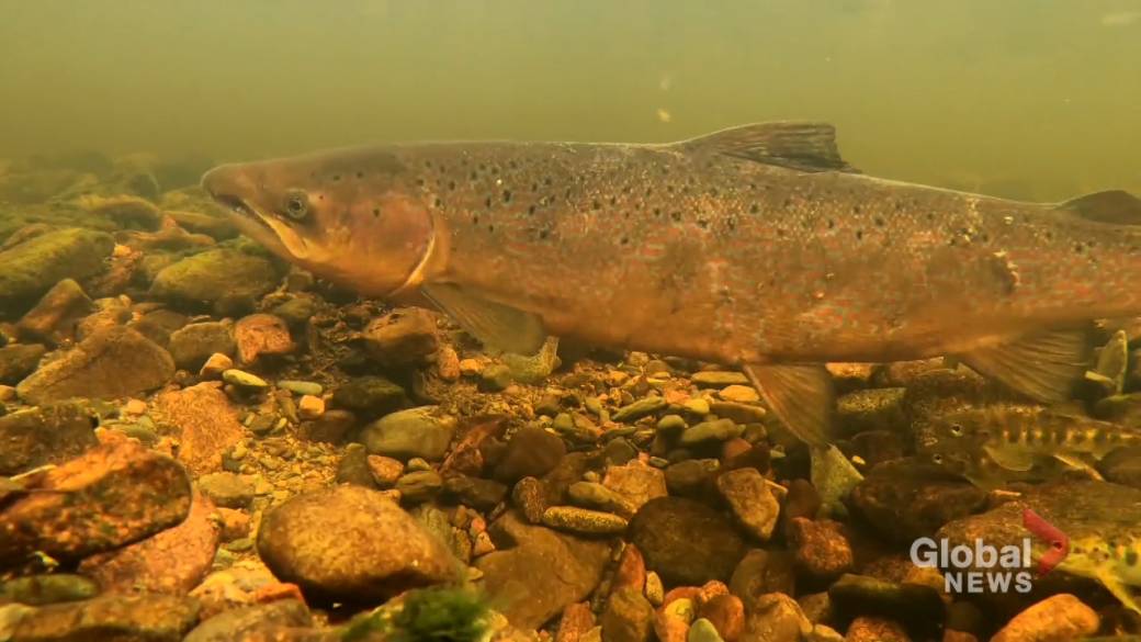 Click to play video: 'New report that casts doubt on the future of wild Atlantic salmon in North America'
