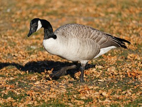 A Canadian goose walks through the fall leaves at Hawrelak Park in Edmonton on Friday, Oct. 8, 2021. (PHOTO BY LARRY WONG / POSTMEDIA)