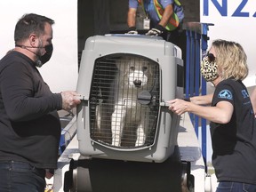 A plane carrying 73 Oklahoma dogs landed safely at Windsor International Airport on Thursday, September 30, 2021. Windsor-Essex County Humane Society Executive Director Melanie Coulter hopes that all dogs be adopted.  Bill Bornais, left, and Coulter help unload one of the dogs.