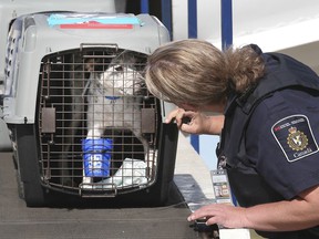 A plane carrying 73 Oklahoma dogs landed safely at Windsor International Airport on Thursday, September 30, 2021. Windsor-Essex County Humane Society Executive Director Melanie Coulter hopes that all dogs be adopted.  An officer from the Canada Border Services Agency checks one of the dogs.