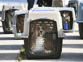 A plane carrying 73 Oklahoma dogs landed safely at Windsor International Airport on Thursday, September 30, 2021. Windsor-Essex County Humane Society Executive Director Melanie Coulter hopes that all dogs be adopted.  Some of the dogs are shown shortly after landing.