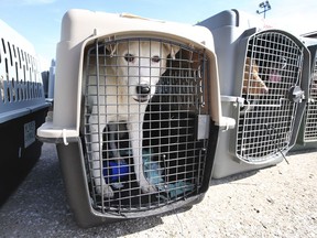 A plane carrying 73 Oklahoma dogs landed safely at Windsor International Airport on Thursday, September 30, 2021. Windsor-Essex County Humane Society Executive Director Melanie Coulter hopes that all dogs be adopted.  Some of the dogs are shown shortly after their arrival.