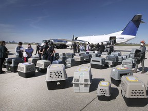 A plane carrying 73 Oklahoma dogs landed safely at Windsor International Airport on Thursday, September 30, 2021. Windsor-Essex County Humane Society Executive Director Melanie Coulter hopes that all dogs be adopted.  A part of the dogs is shown shortly after landing.