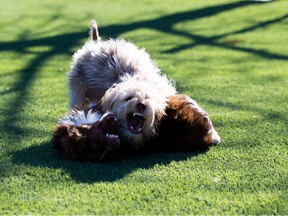 Hugo, (light-colored) an Aussiedoodle, has a good game with Finn the Miniature Australian Shepherd at 104 Avenue off-leash dog park in downtown Edmonton on Thursday, Oct. 14, 2021. Both dogs are around 7 months and they love to get together to play in the park.  Greg Southam-Postmedia