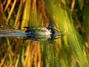 A mallard duck happily swims through the fall colors reflected in a pond in Edmonton on October 7, 2021. (PHOTO BY LARRY WONG / POSTMEDIA)