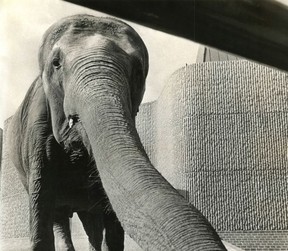 Peter Hulbert's photo of an elephant, undated.