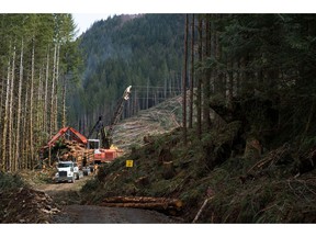 Active logging in an adjacent timber area near the protest camps in Port Renfrew on April 6, 2021.
