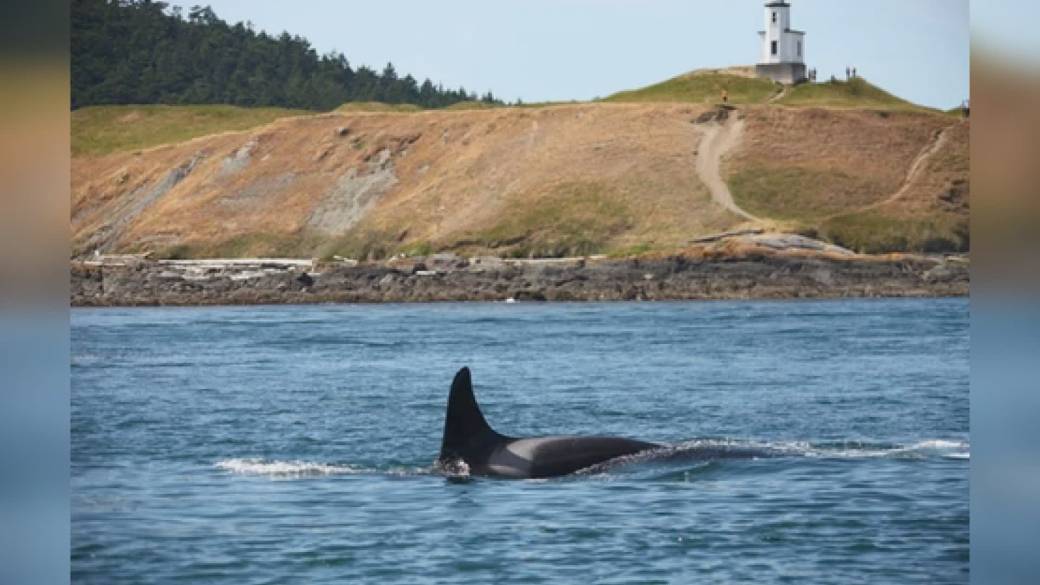 Click to play video: 'Missing 47-year-old southern resident killer whale feared dead'