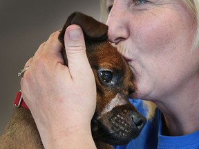 Justice, the Windsor-Essex County Humane Society's poster dog for pets rescued from abuse, is ready for adoption.  Little Patterdale Terrier has healed well since his ordeal half a year ago, but he has some special needs from his future forever home.  Get a kiss from Tracy Calsavara, Behavior Manager on May 19, 2016, at the Humane Society's Windsor office.