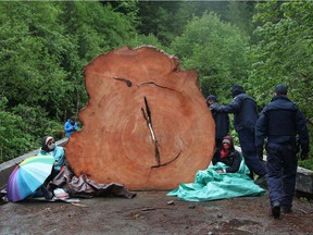 RCMP officers fight their way around two protesters chained to a tree stump at an anti-logging protest in Caycuse, BC, on Tuesday, May 18, 2021.