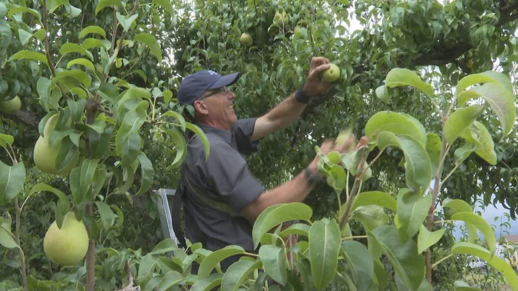 Click to play video: 'Many Okanagan apple growers face this year's harvest with few hands'