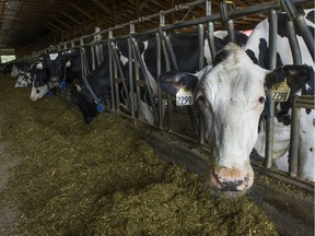 A Fraser Valley dairy farm's license was suspended after allegations of animal abuse and an investigation by the BC SPCA.