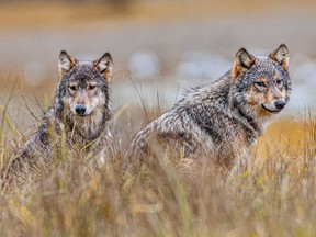 The British Columbia government's wolf hunting program is being challenged in court by the environmental group Pacific Wild.