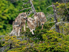 The British Columbia government's wolf hunting program is being challenged in court by the environmental group Pacific Wild.