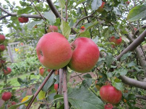 The two main pests that feed on apples are the apple moth and the apple worm.