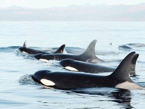 There are only 73 resident killer whales left in the south.  Environmental groups want stricter enforcement of whale-watching rules after dozens of cases in which boats got too close to the animals.