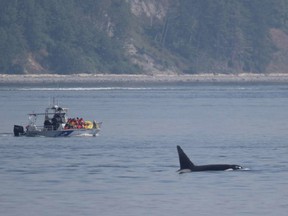 The Campbell River Whale and Bear Excursions boat is shown here near Willow Point on May 27, 2019, when operator Nicklaus Templeman illegally approached an orca.