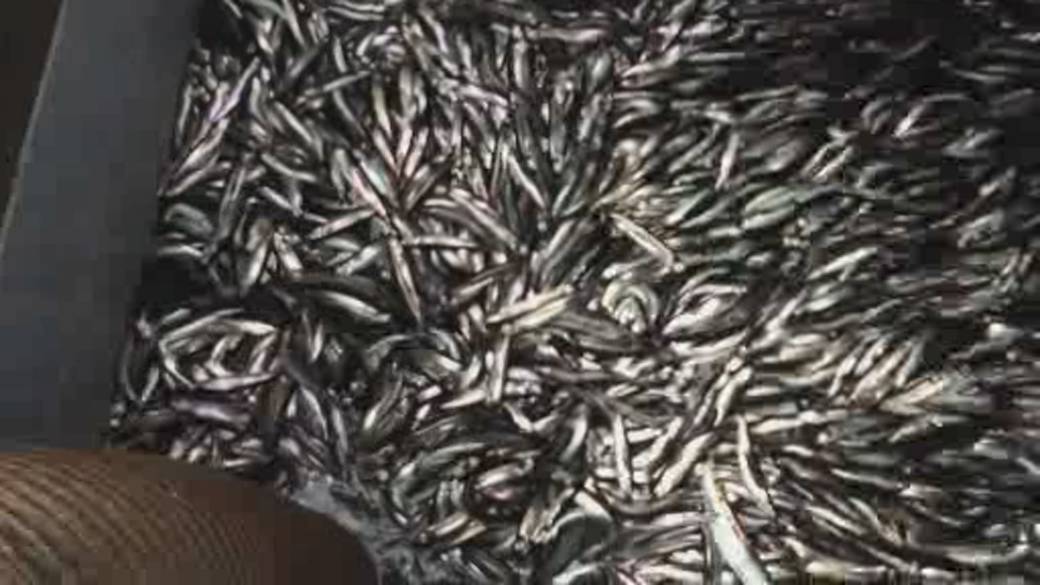 Click to play video: 'Marine biologists warn that NL's capelin fishery is on the brink of extinction'