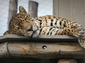 Kuwan, the adult male jaguar from the Granby Zoo, southeast of Montreal, lies in his enclosure on Thursday, Aug. 29, 2019.
