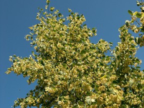 A leaf linden tree.