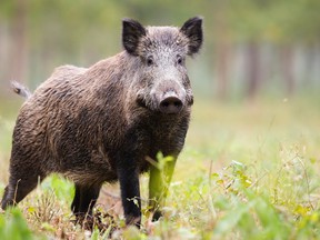 Keep your distance if you come across wild pigs, whether they are real warthogs or wild boars, and any encounters should be reported to your local animal health authorities.