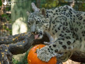 Everest, the snow leopard at Lincoln Children's Zoo.
