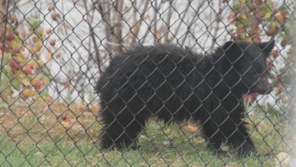 Click to play video: 'Concern for the fate of the orphaned bear cub near Kamloops'