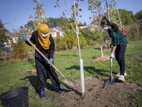 Sara Alnoor, left, and Amna Ali, seniors at Riverside Secondary School, participate in a tree planting event along College Avenue in West Windsor on Saturday, October 9, 2021. On Monday, the council of Amherstburg approved spending $ 6,000 remaining on its tree planting budget under a proposal by powerful new community group Thrive Amherstburg to plant nearly 8,000 trees over the next five years.