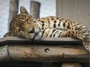 Kuwan, the adult male jaguar from the Granby Zoo, southeast of Montreal, lies in his enclosure on August 29, 2019. 