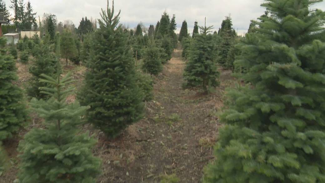 Click to play video: 'Christmas trees are in short supply this season'