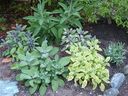 Herbs are available in many varieties and sizes of plants.