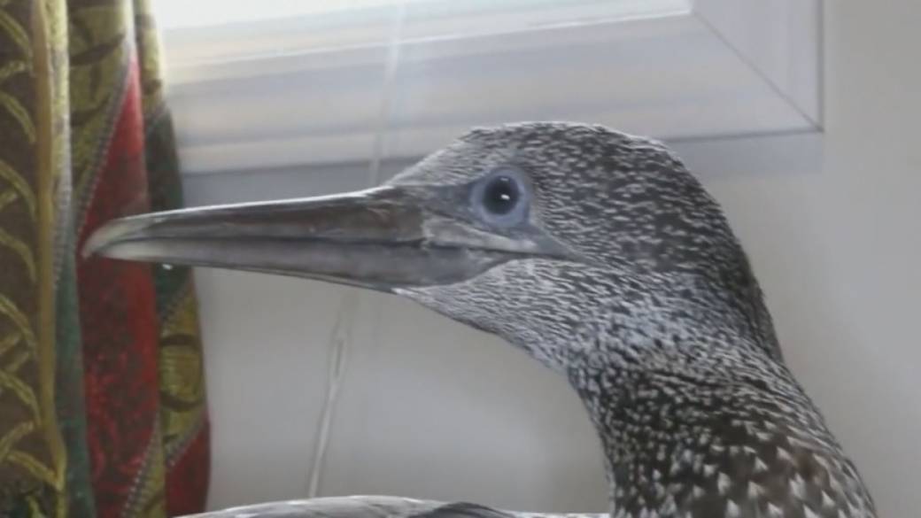 Click to play video: 'Celebrating Two Decades of the Cobequid Wildlife Rehabilitation Center'