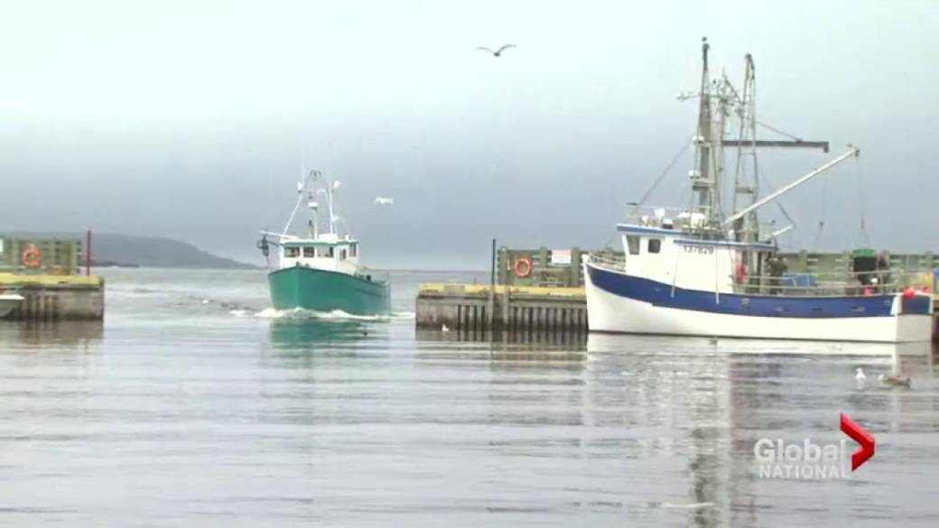 Click to play video: 'NL cod stocks appear to be making a comeback thanks to new developments'