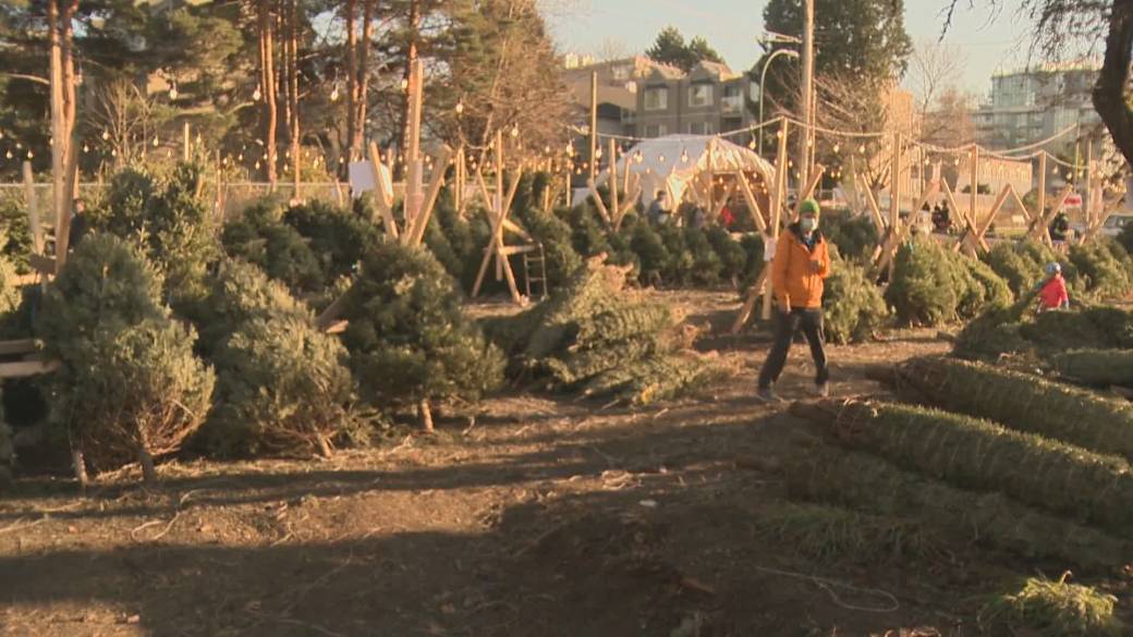 Click to play video: 'Lot of Christmas trees in search of a new home after 60 years in Kitsilano'