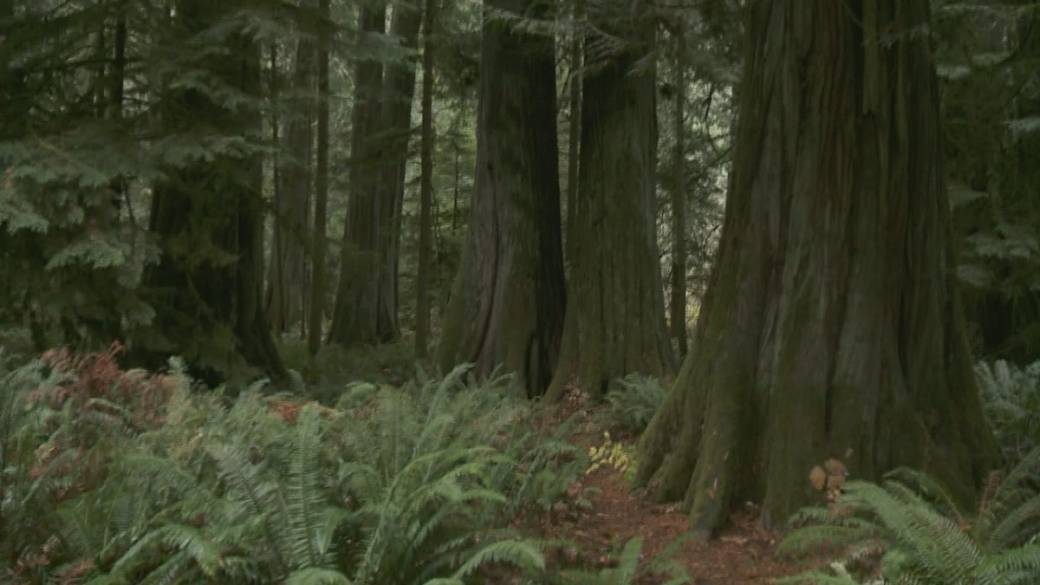 Click to play video: 'Environmentalists and forestry industry debate the carbon benefits of BC's coastal rainforests'