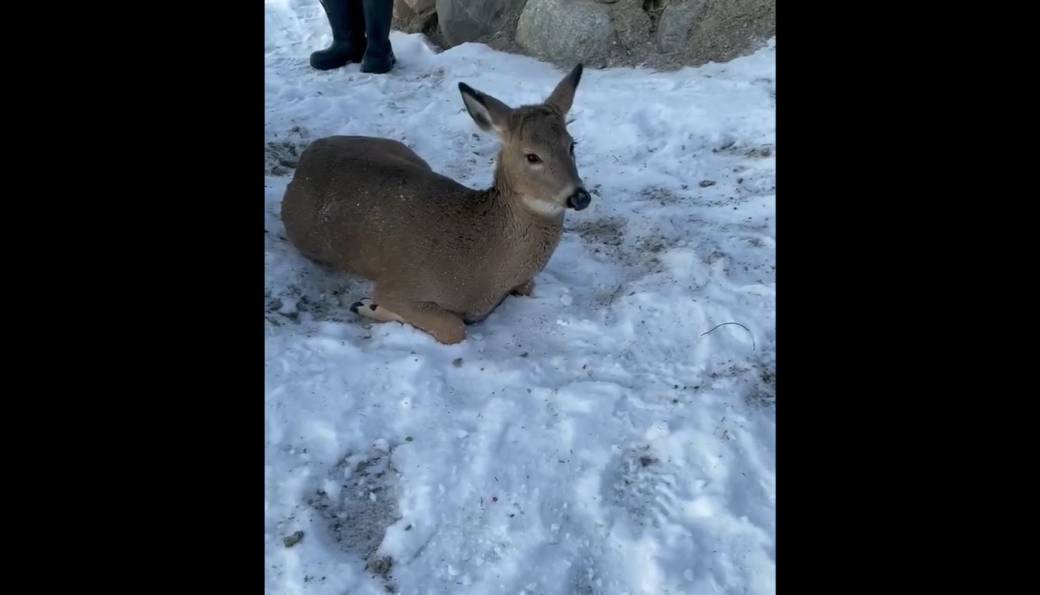 Click to play video: 'Deer stranded in frozen lake rescued'