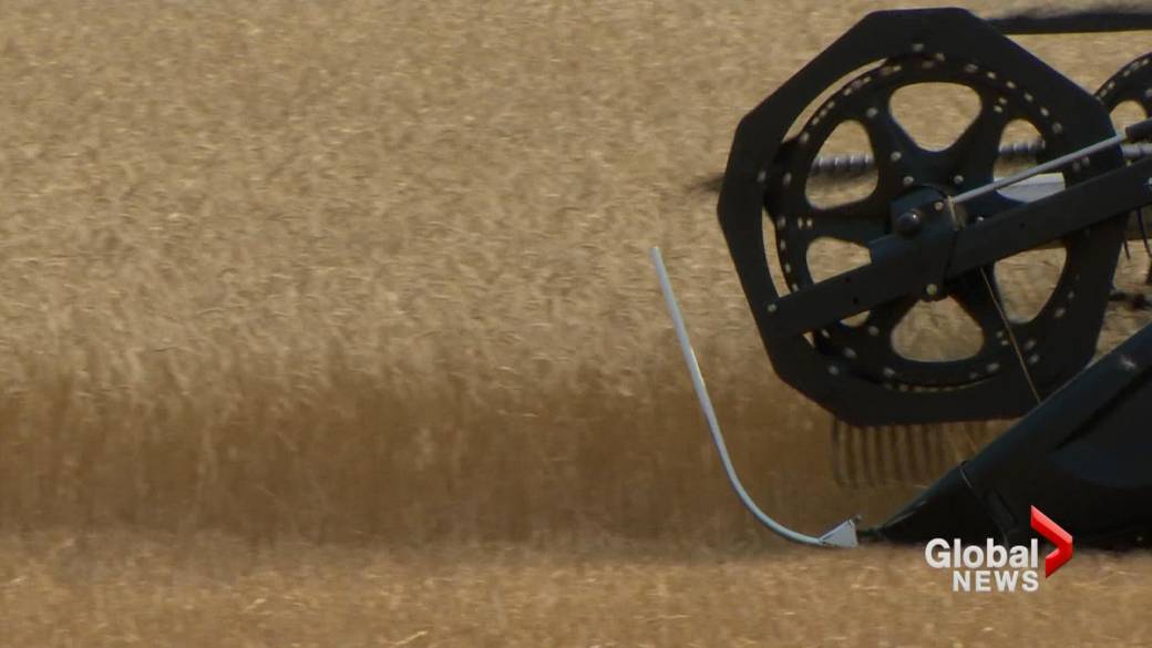 Click to Play Video: 'Severe Drought in Alberta Brings Early Harvest'