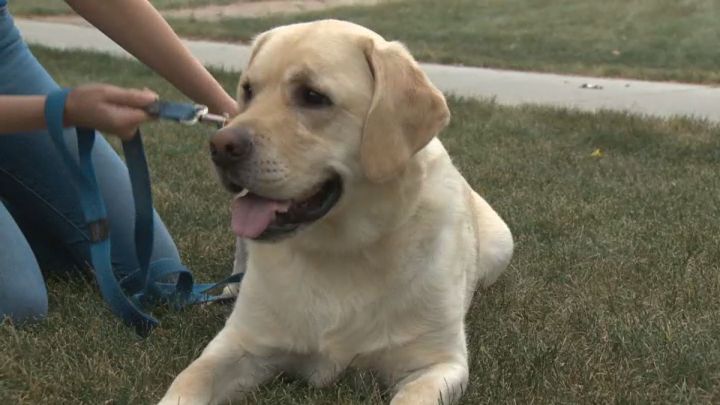 Click to play video: 'Dog taken to emergency vet after consuming THC'