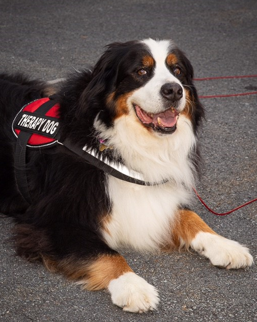 This year's calendar is in honor of Newt, who served as a therapy dog ​​for nine and a half years.