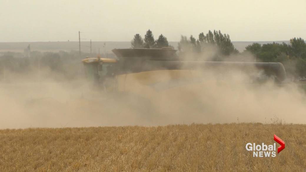 Click to Play Video: '2021 Crop Yields Well Below Average in Alberta'