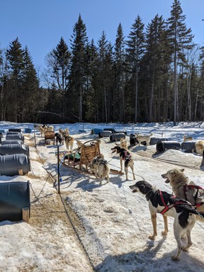 Sled dogs are ready to hit the trails of the Hotel Sacacomie in Saint-Alexis-des-Monts, Que.