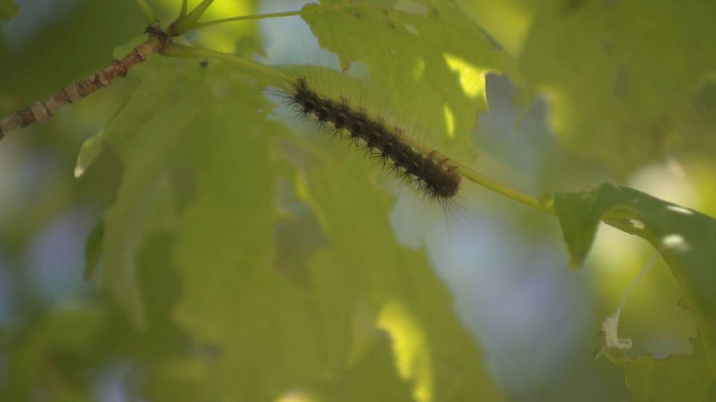 Click to play video: 'Gypsy Moth Caterpillars Eating Naked Ontario Trees'