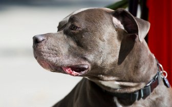 Click to Play Video: 'Peterborough Officials Support Changes to Ontario's Pit Bull Ban Regulations'