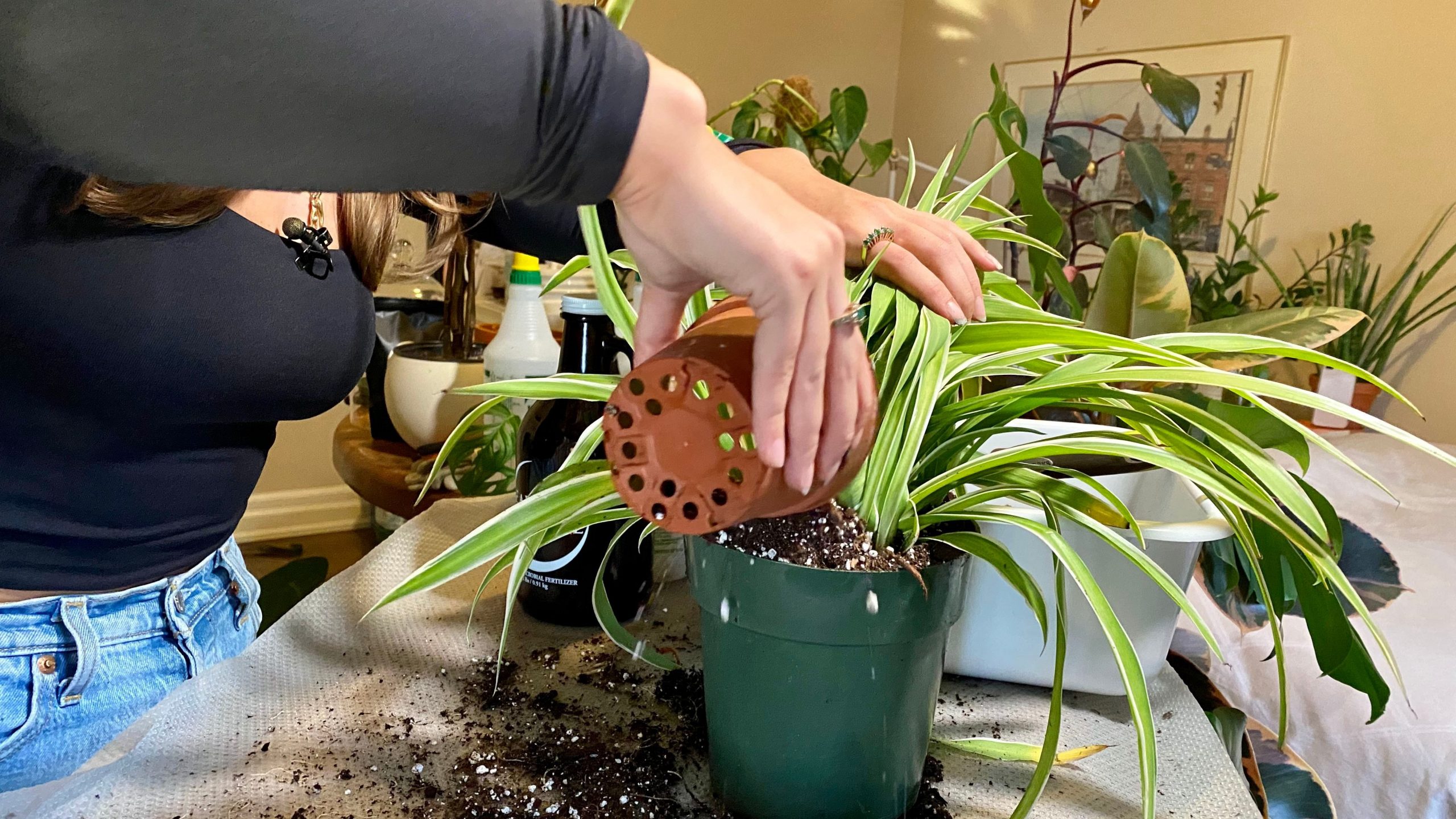 Fill the pot with soil