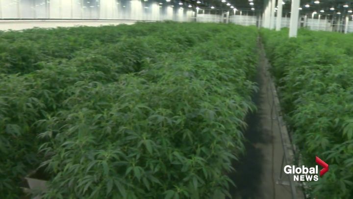 Click to Play Video: 'Alberta Government Proposes Major Change for Province's Cannabis Industry'