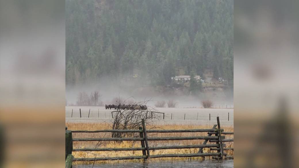 Click to play video: 'BC Floods: Heroic Horse Rescue Amid Heavy Floods in Merritt'