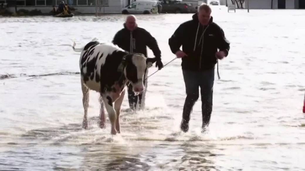 Click to play video: 'British Columbia Floods: Farmers Rescue Cattle in Abbotsford Flood Waters'