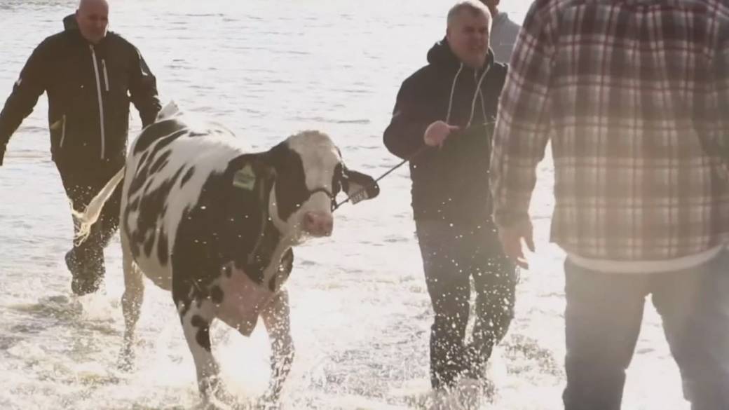 Click to play video: 'Saving Livestock and Livelihoods in the Fraser Valley'