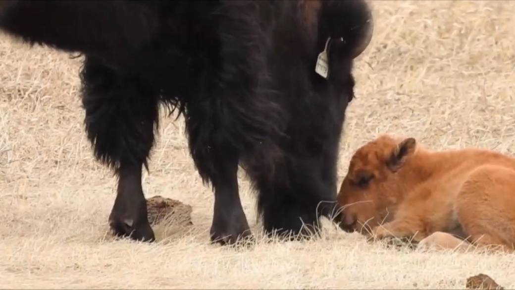 Click to play video: 'Baby bison born in Wanuskewin Heritage Park'